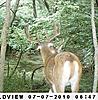 Kansas bucks-sunp0207.jpgcrop.jpgsmall.jpg