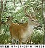 Kansas bucks-sunp0152.jpgac.jpgcrop.jpg