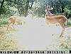 Kansas bucks-sunp0104.jpgedit.jpg