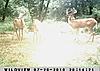 Kansas bucks-sunp0108.jpgedit.jpgsmall.jpg