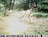 Kansas bucks-sunp0119.jpgedit.jpgsmall.jpg