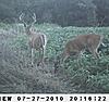 Kansas bucks-sunp0048.jpgcrop.jpg