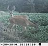 Kansas bucks-sunp0170.jpgcrop.jpg