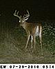 Kansas bucks-sunp0240.jpgcrop.jpg