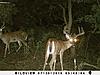 Kansas bucks-sunp0034.jpgsmall.jpg