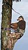 Hanging a tree stand safely-thumbnail_67__linemans-belt-use.jpg