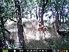 Sparring bucks-prms0001.jpgsmall.jpg