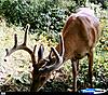 Couple deer that I will be after this fall-kickerrj-.jpg