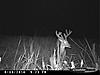 New Cuddeback Pics-file0333.jpg