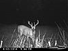 New Cuddeback Pics-file0173.jpg