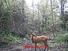 trail cam pics-3-doe3-8-23-2010.jpg
