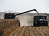 goodbye corn-shelling-corn3.jpg