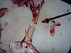 Blood Runner Broadheads?-image0002.jpg