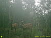 Mississippi buck-deer.jpg