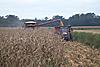 The corn is comin down fast in IL-l_79c10679534ea769f368bea15ca0bc17.jpg
