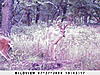 Going on my hitlist!!! Pics-buck-4.jpg