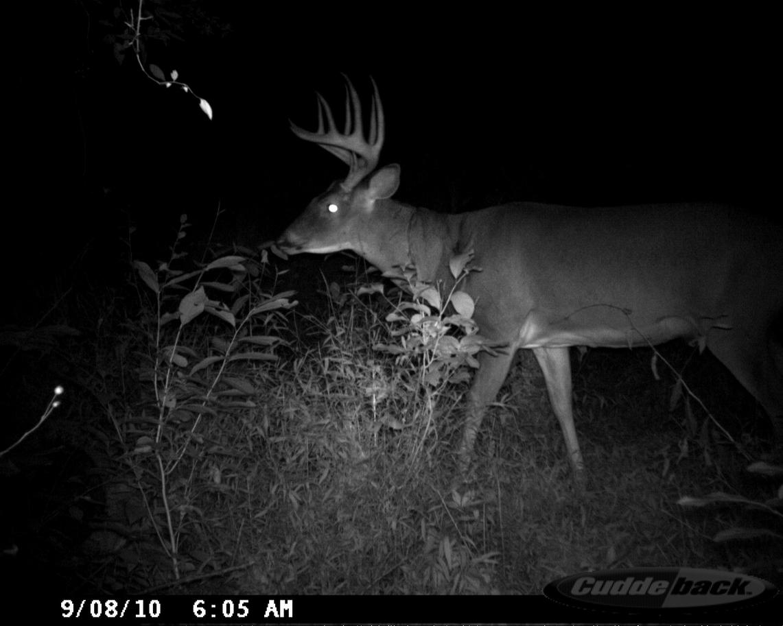 Name:  loganville farm 10 point 009.jpg
Views: 150
Size:  85.9 KB