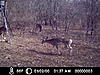 Opening Day Success:  Doe of a lifetime.-icam0006.jpg