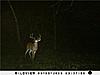 some trail cam pics that we have gotten-buck1.jpg