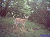 some trail cam pics that we have gotten-buck2.jpg