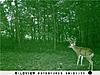 some trail cam pics that we have gotten-buck3.jpg