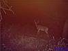 some trail cam pics that we have gotten-buck4.jpg
