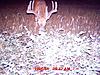 some trail cam pics that we have gotten-buck5.jpg