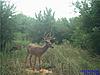 some trail cam pics that we have gotten-buck10.jpg