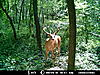 Trail Cam Pics-knoll-2-305.jpg