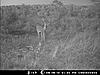 Oklahoma Ten Pointer on opening day-picture-069.jpg