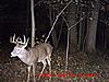 Couple decent bucks on trail camera-deer-1.jpg