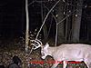 Couple decent bucks on trail camera-deer02.jpg