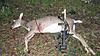 WV Bow season is finally here...doe down!-img_0098a.jpg