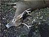 first buck with a double and lesson learned-bbd2.jpg
