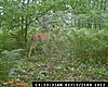 My First Wildgame Cam Pics-dsc_0002.jpg