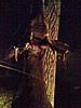 First bow buck/compound bow kill!!-ipod-032.jpg