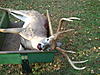 Big Pa. Buck Down.-2010-11-03163831-resized.jpg