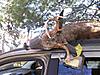 Kill Distance-secondbuck2.jpg
