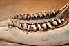 Need technical help with aging this jawbone.-jawbone-4.jpg