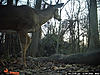 Live Bowhunt from Maryland!!!-hopefully.jpg