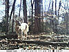 Live Bowhunt from Maryland!!!-8.jpg