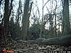 Live Bowhunt from Maryland!!!-blind-late-shedder.jpg