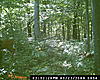 more trail cam pics. finally a few bucks-dsc_0054.jpg