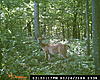 more trail cam pics. finally a few bucks-dsc_0136.jpg