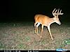 A few buck pics-cdy_0007.jpg