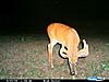 A few buck pics-cdy_0008.jpg