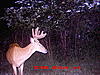 Any of these bucks the same deer?-mdgc0032.jpg