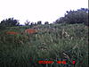 A few trail cam pics from SD-icam0027.jpg