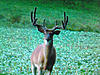 Close up pic of hit list big wide Ohio 8 point-big-wide-8-2011.jpg