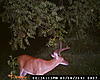 My 1st &quot;Score this deer&quot; post, MD Buck-dsc_0007.jpg